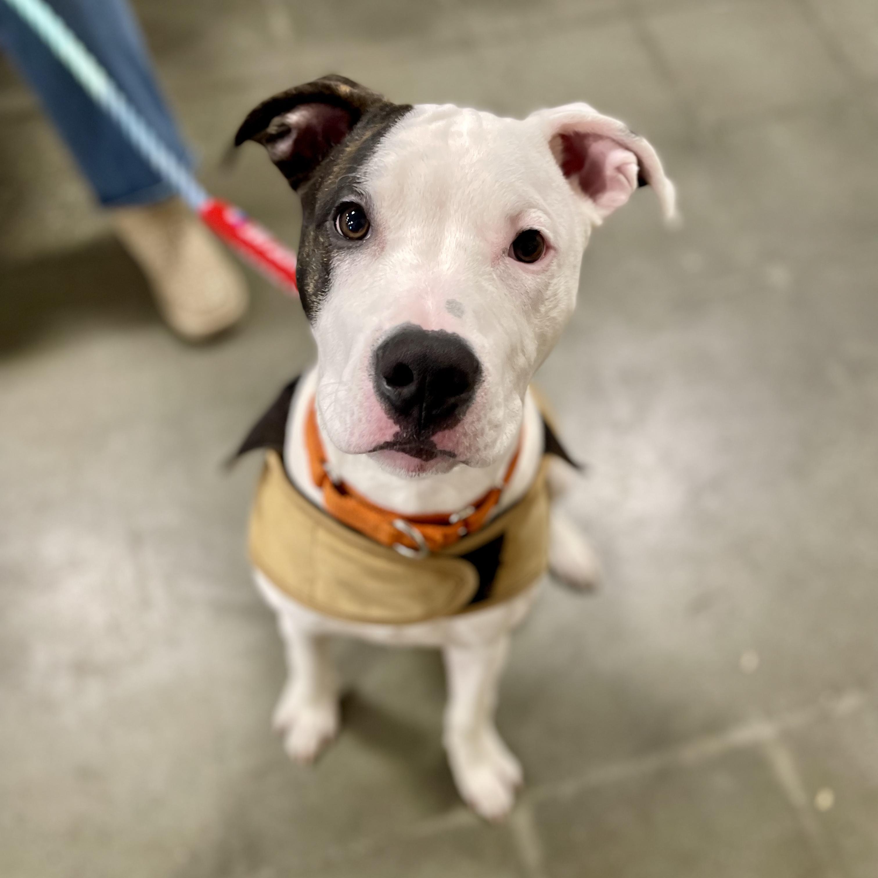 Enlarge JESSE, an adopted Pit Bull Terrier in Hamilton, NJ image 1/6