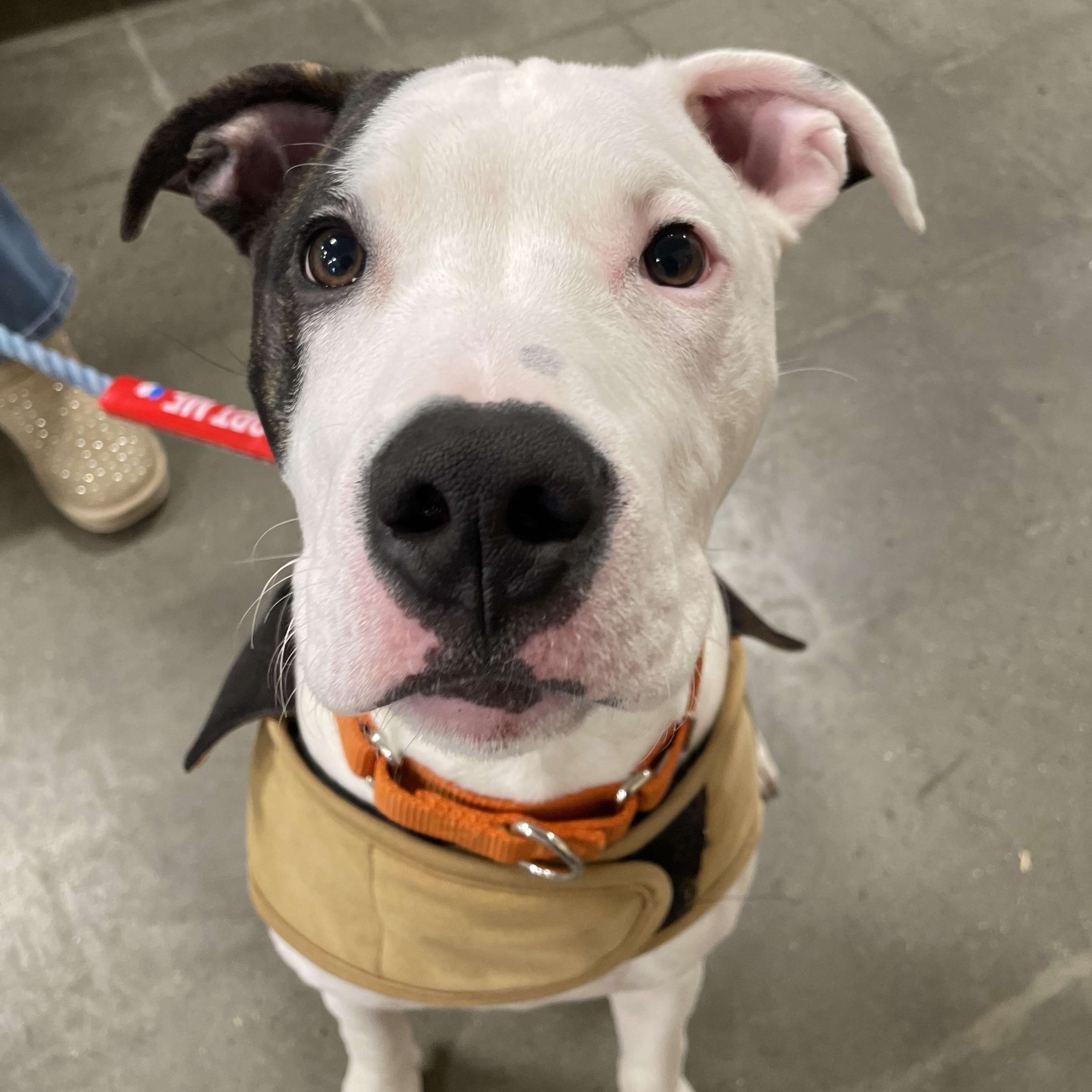 Enlarge JESSE, an adopted Pit Bull Terrier in Hamilton, NJ image 5/6