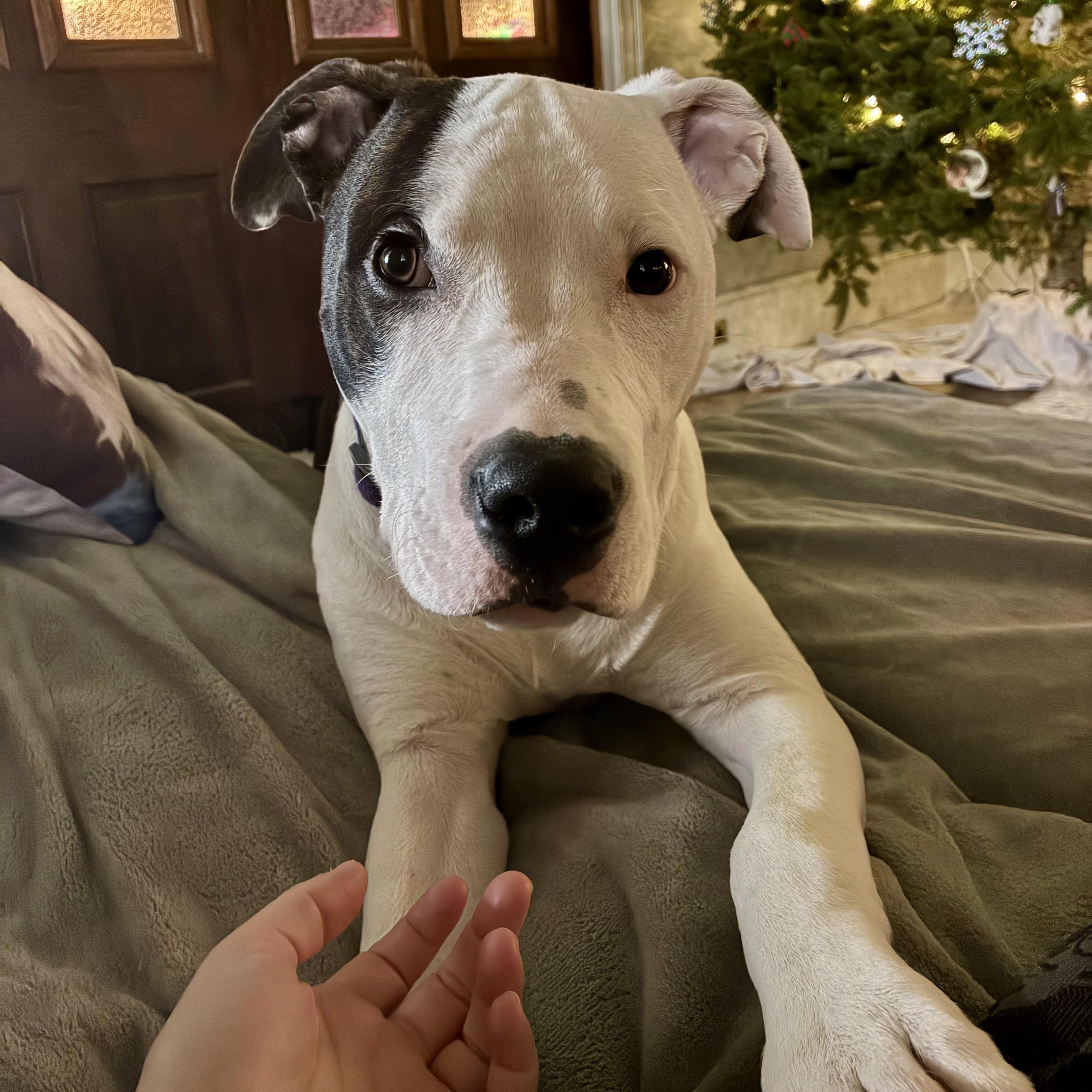 Enlarge JESSE, an adopted Pit Bull Terrier in Hamilton, NJ image 3/6