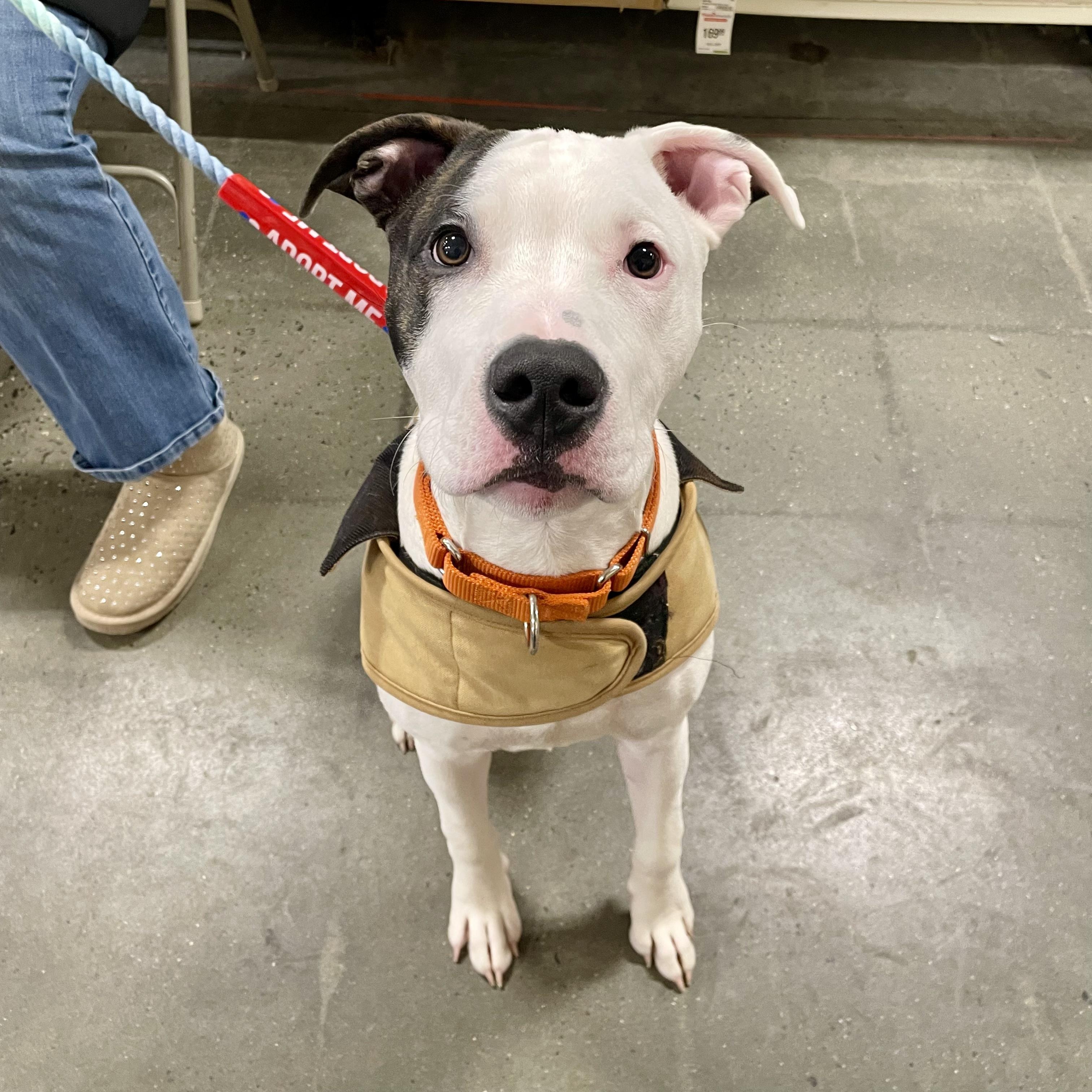 Enlarge JESSE, an adopted Pit Bull Terrier in Hamilton, NJ image 4/6