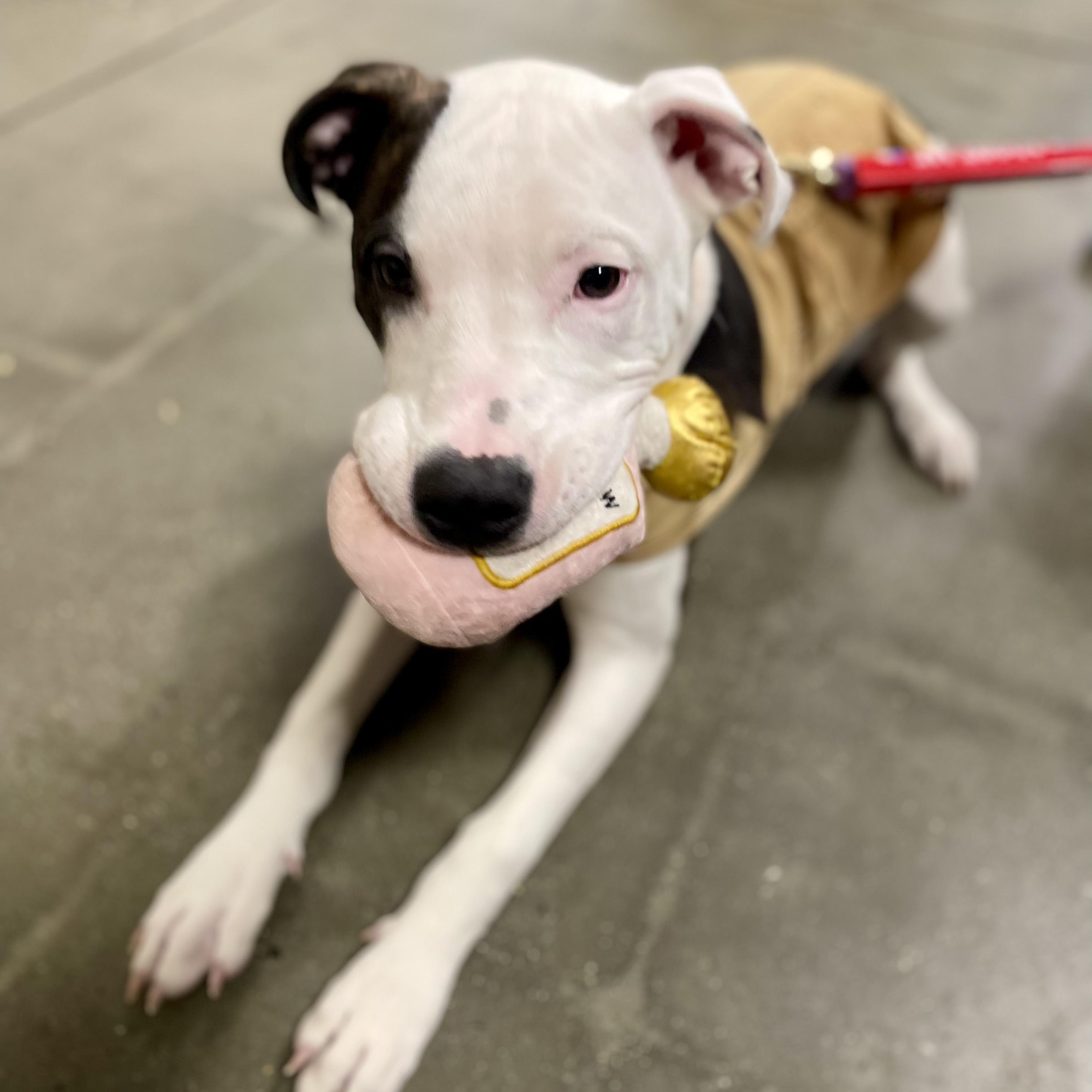 Enlarge JESSE, an adopted Pit Bull Terrier in Hamilton, NJ image 6/6