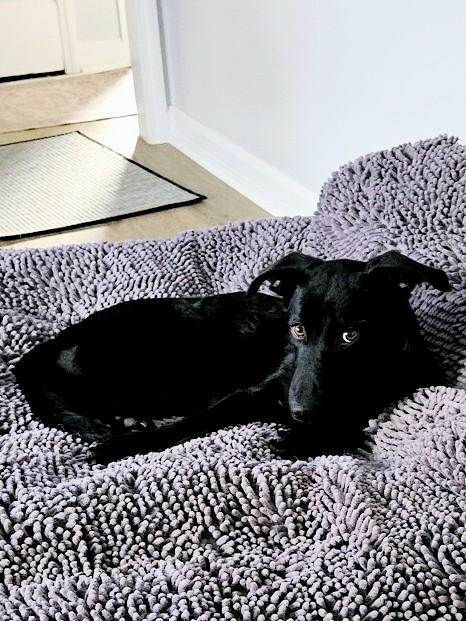 Lucky - Fostered in Connecticut