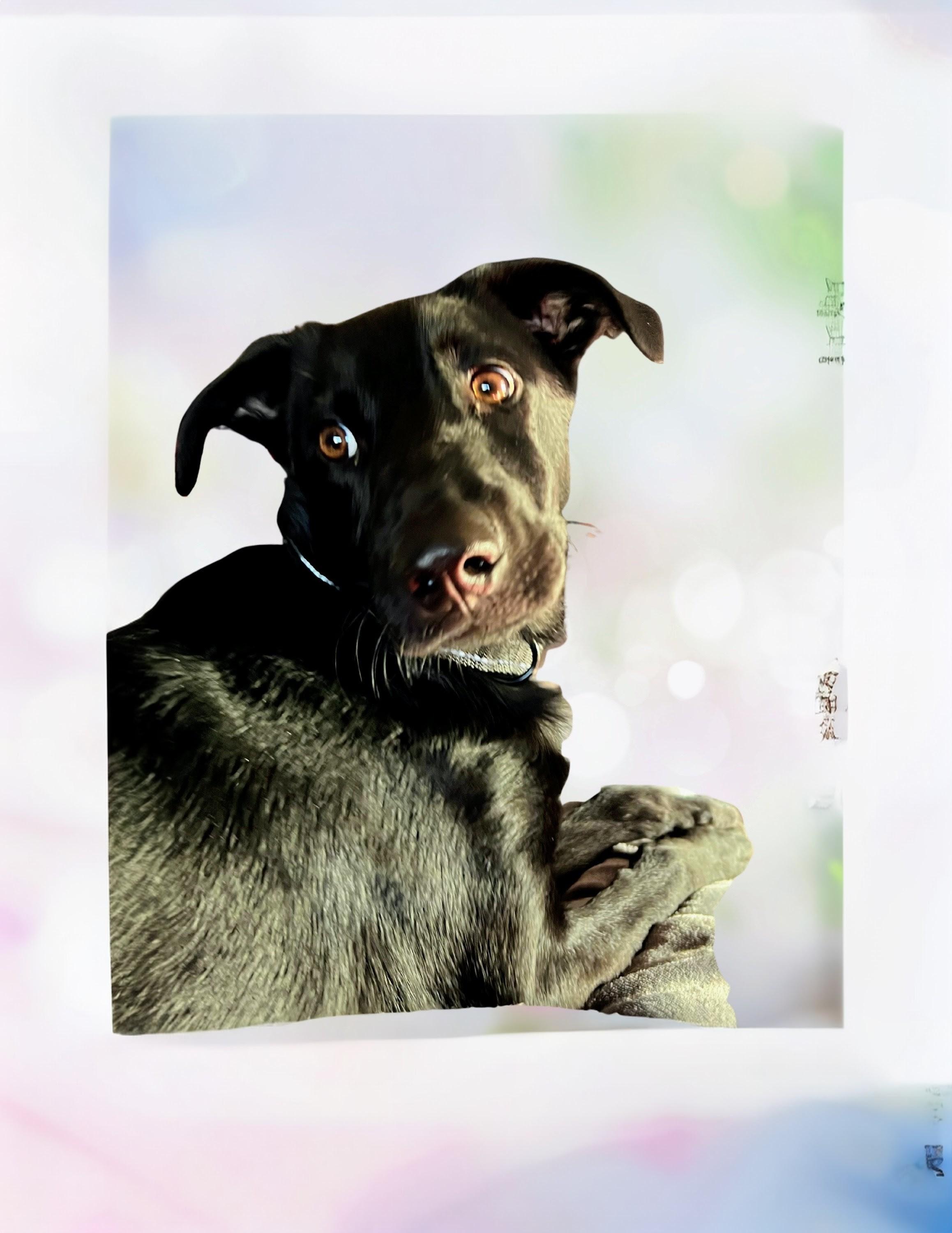 Lucky - Fostered in Connecticut