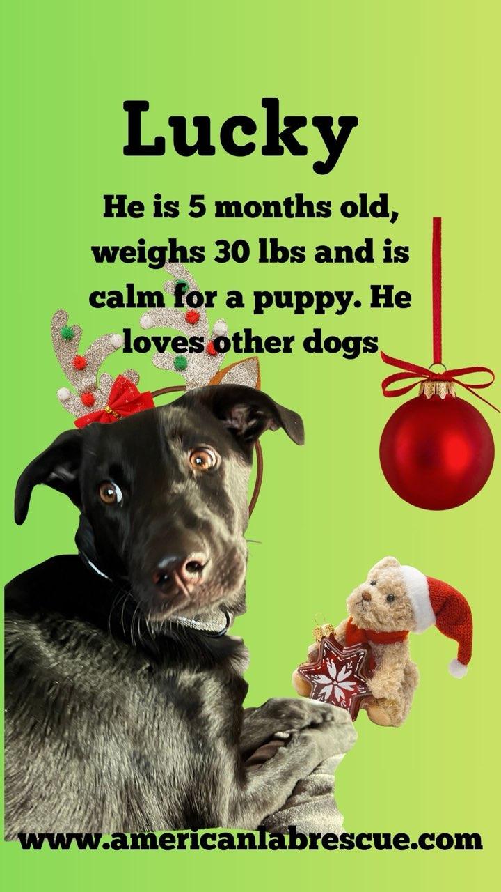 Lucky - Fostered in Connecticut