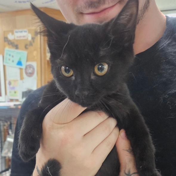 Justine, Adoptable, Kitten Female Domestic Short Hair.