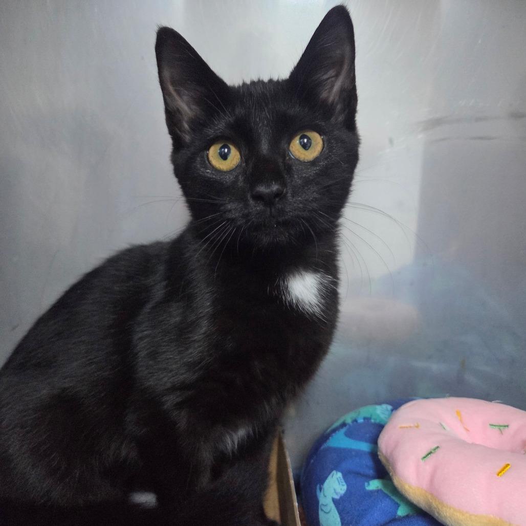 Justine, a Adoptable Domestic Short Hair in Marble, NC image 2/2