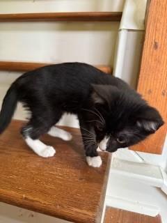 Andromeda, Adopted, Young Female Domestic Short Hair.