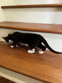 Enlarge Andromeda, a Adopted Domestic Short Hair in Goodlettsville, TN image 2/5