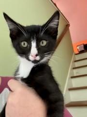Enlarge Andromeda, a Adopted Domestic Short Hair in Goodlettsville, TN image 3/5