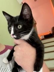 Enlarge Andromeda, a Adopted Domestic Short Hair in Goodlettsville, TN image 4/5