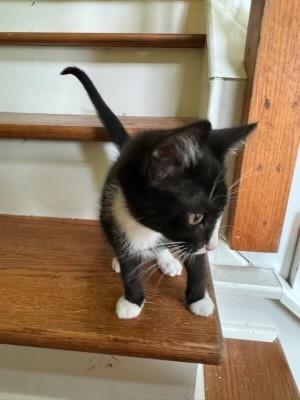 Enlarge Andromeda, a Adopted Domestic Short Hair in Goodlettsville, TN image 5/5