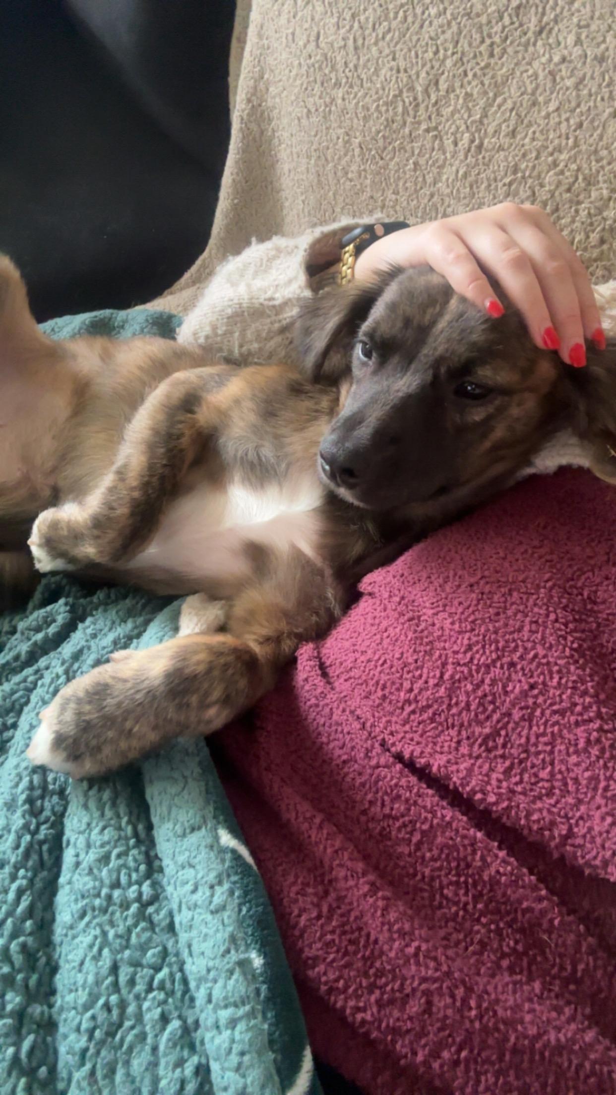 Enlarge Bessie, a ADOPTABLE mixed breed in Encinitas, CA image 2/5