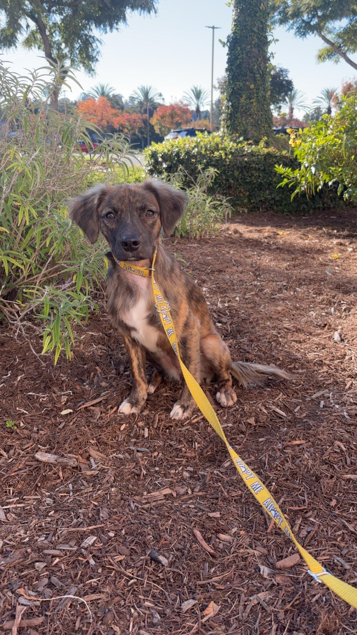 Enlarge Bessie, a ADOPTABLE mixed breed in Encinitas, CA image 3/5