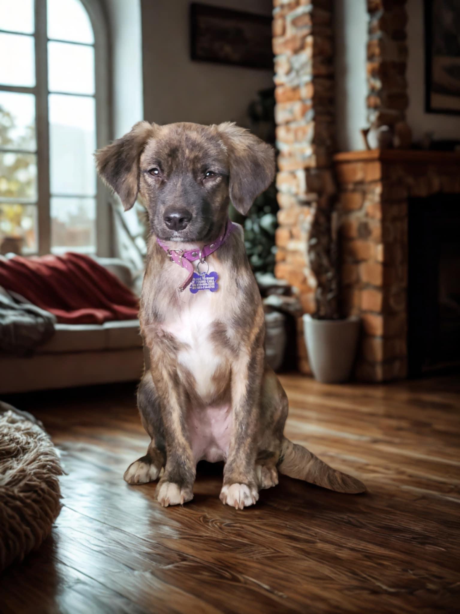 Bessie, ADOPTABLE, Puppy Female Spaniel & Dachshund.