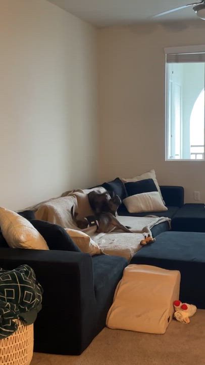 Enlarge Bessie, a ADOPTABLE mixed breed in Encinitas, CA video 5/5