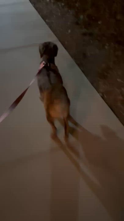 Enlarge Bessie, a ADOPTABLE mixed breed in Encinitas, CA video 4/5