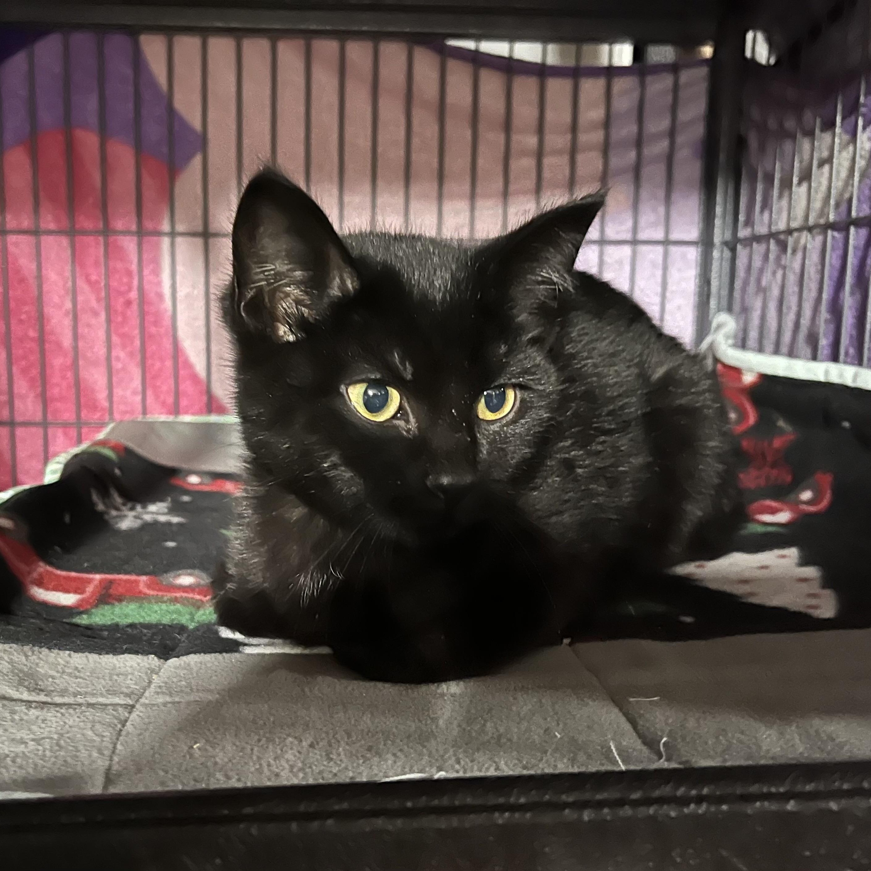 Iven, adopted, Kitten Male Domestic Short Hair.