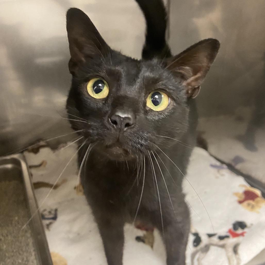 Enlarge Salem, a Adoptable Domestic Short Hair in Monroe, LA image 1/1