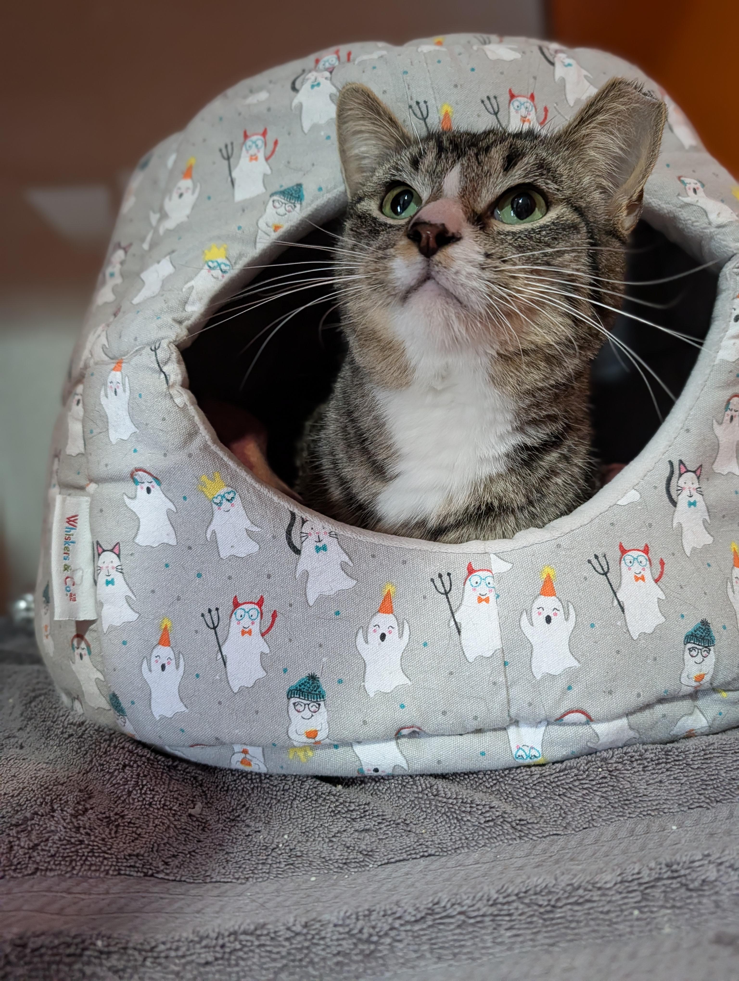 Enlarge Bugatti, a ADOPTABLE Domestic Short Hair in Cape Girardeau, MO image 4/5