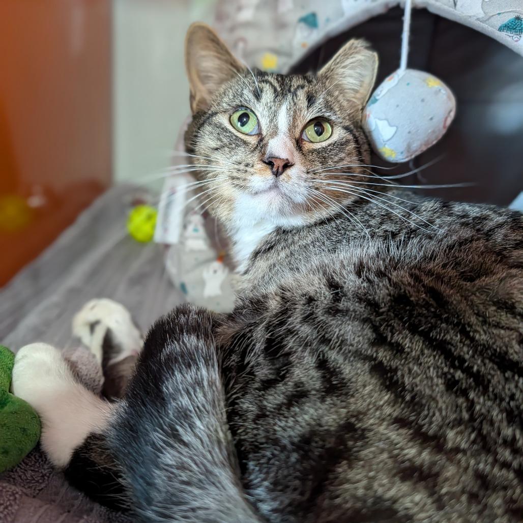 Enlarge Bugatti, a ADOPTABLE Domestic Short Hair in Cape Girardeau, MO image 3/5