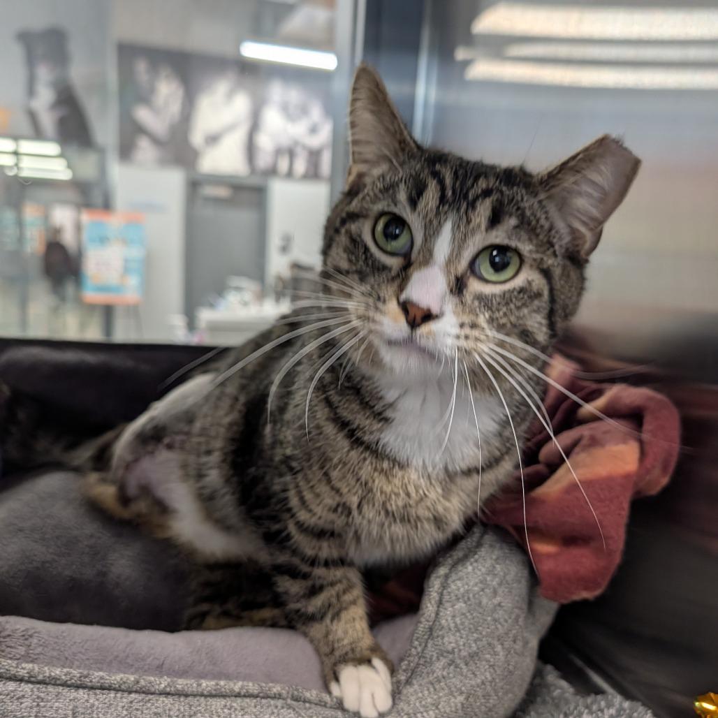 Enlarge Bugatti, a ADOPTABLE Domestic Short Hair in Cape Girardeau, MO image 2/5