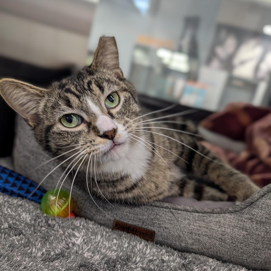 Bugatti, ADOPTABLE, Adult Male Domestic Short Hair.