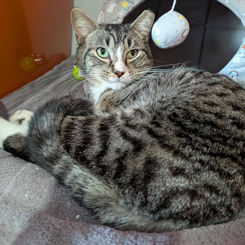 Enlarge Bugatti, a ADOPTABLE Domestic Short Hair in Cape Girardeau, MO image 5/5