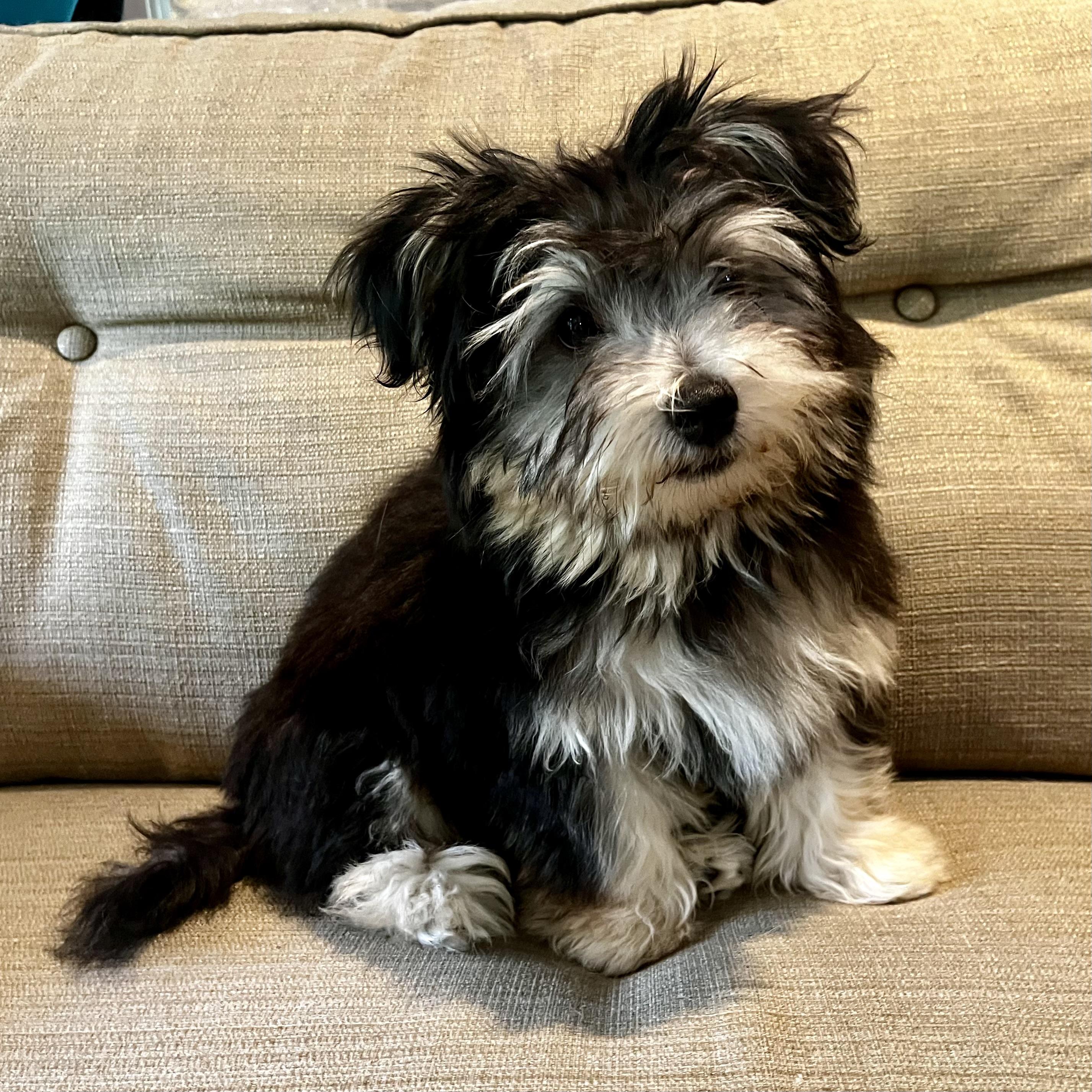 Benji (Shorkie), an adoptable mixed breed in Anderson, SC image 3/4