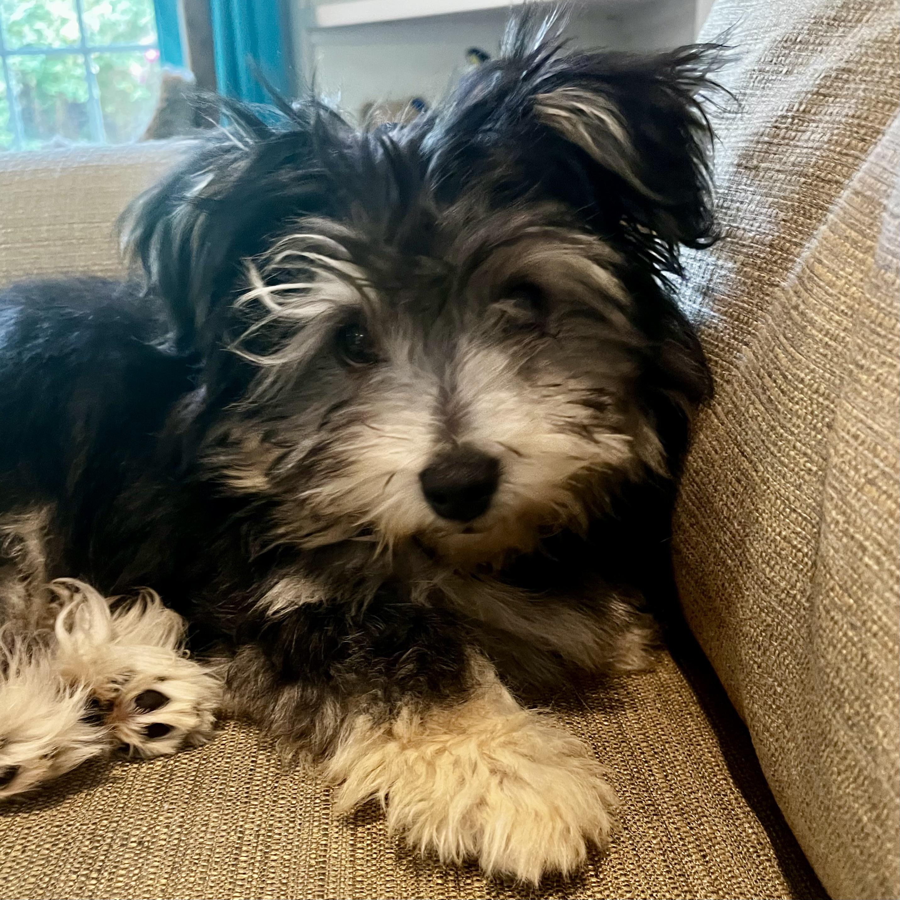 Benji (Shorkie), an adoptable mixed breed in Anderson, SC image 1/4
