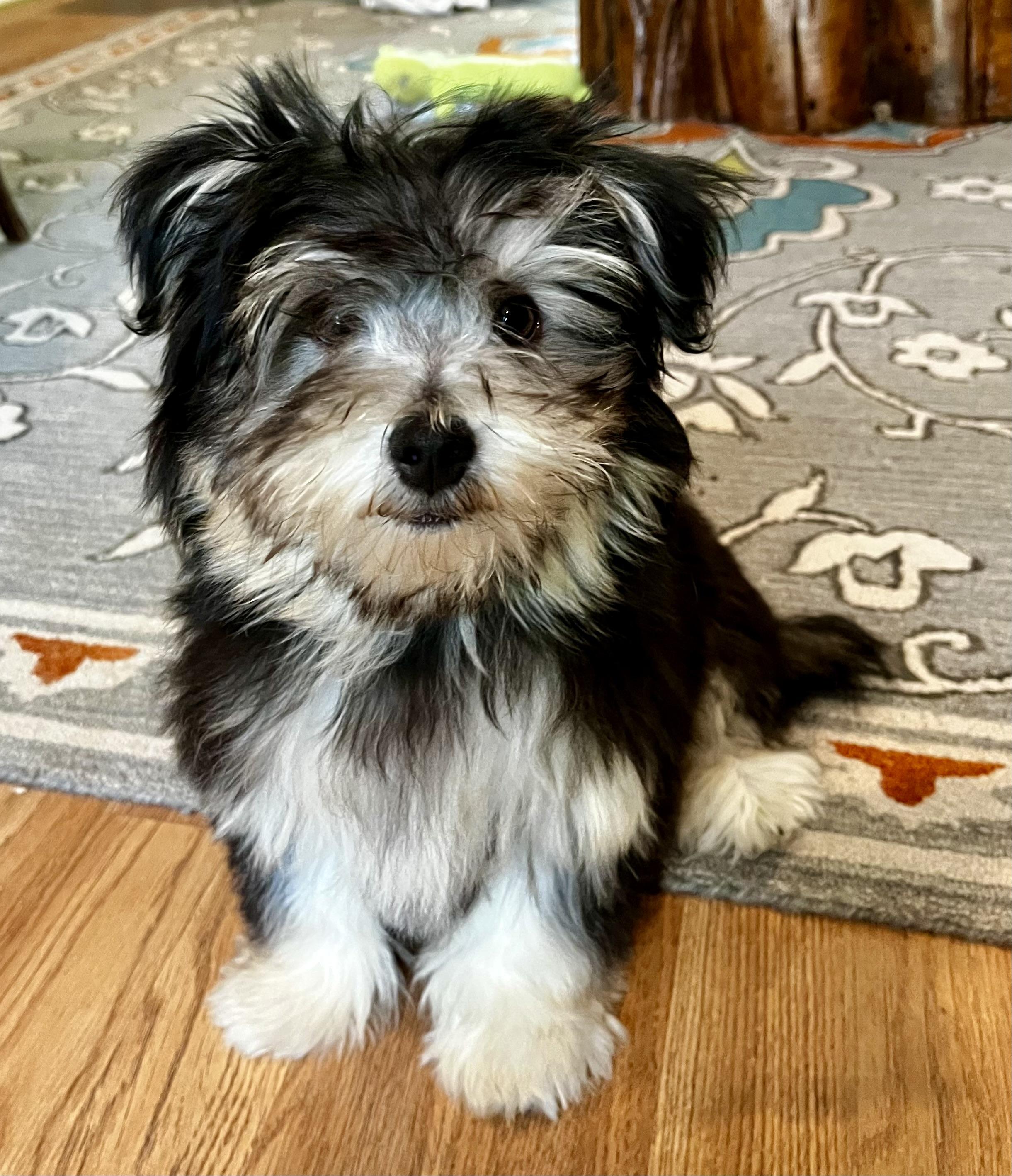 Benji (Shorkie), an adoptable mixed breed in Anderson, SC image 2/4