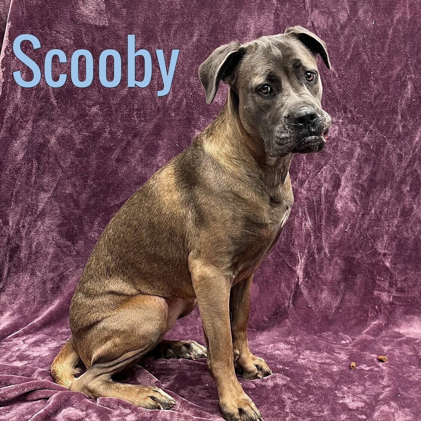 Scooby, ADOPTABLE, Young Female Cane Corso.