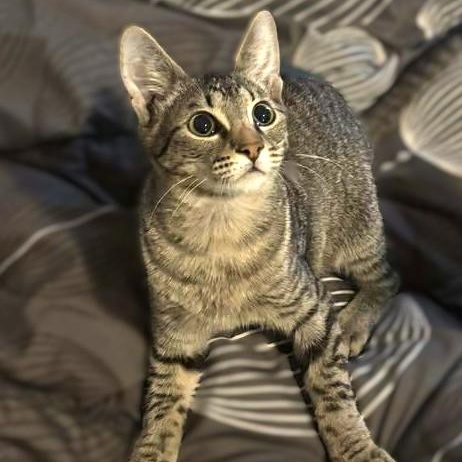 Slytherin, a Adoptable Tabby in Arlington, TX image 4/6