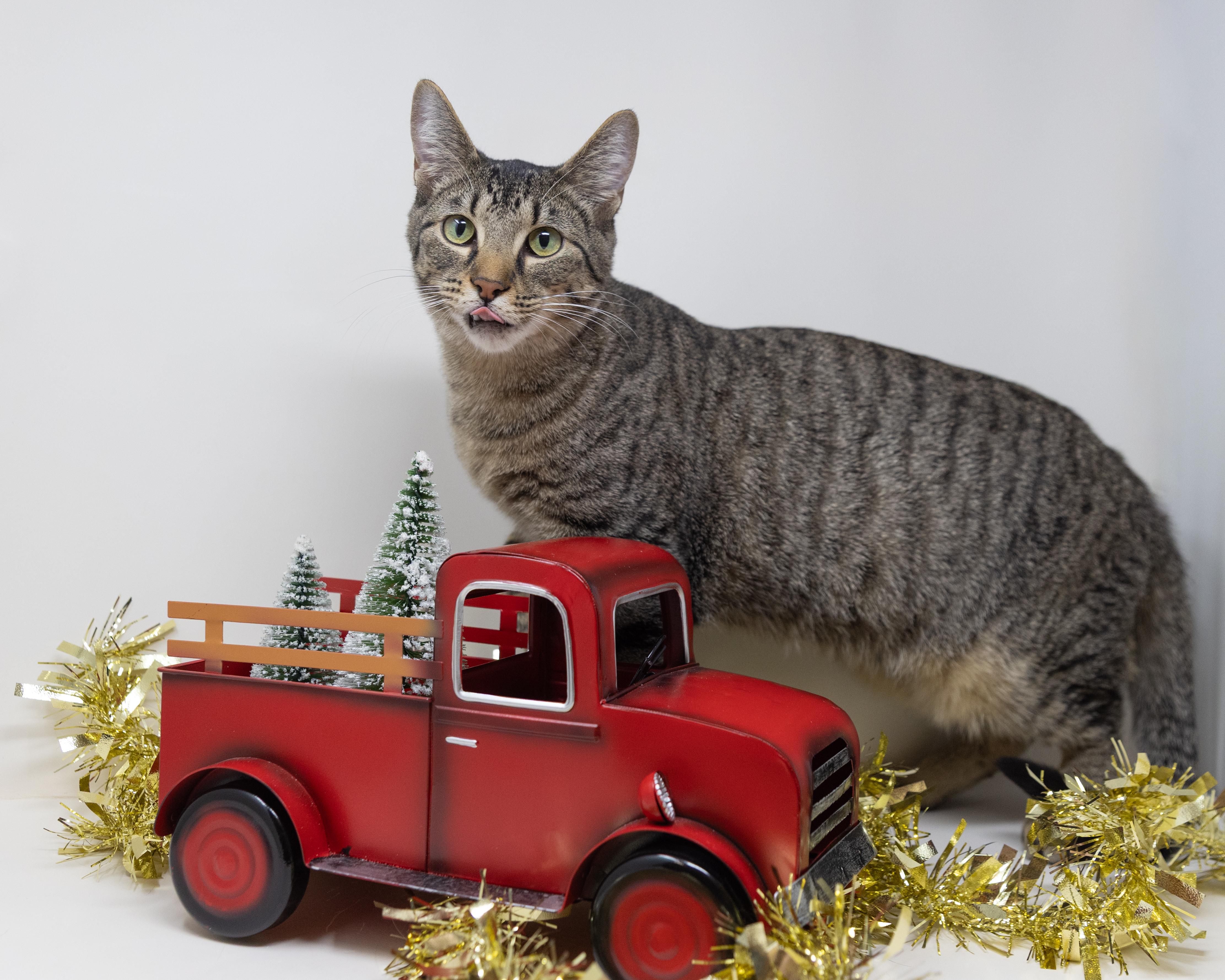 Enlarge Slytherin  (Dog Friendly), a Adoptable Tabby in Arlington, TX image 5/6