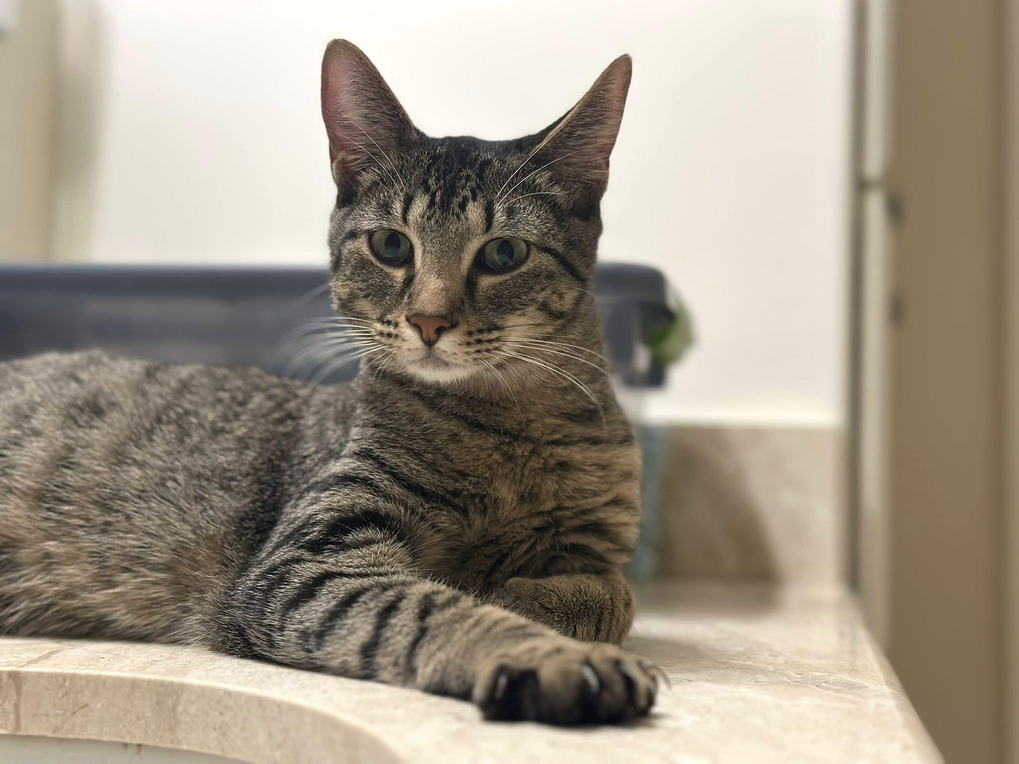 Slytherin, a Adoptable Tabby in Arlington, TX image 1/6