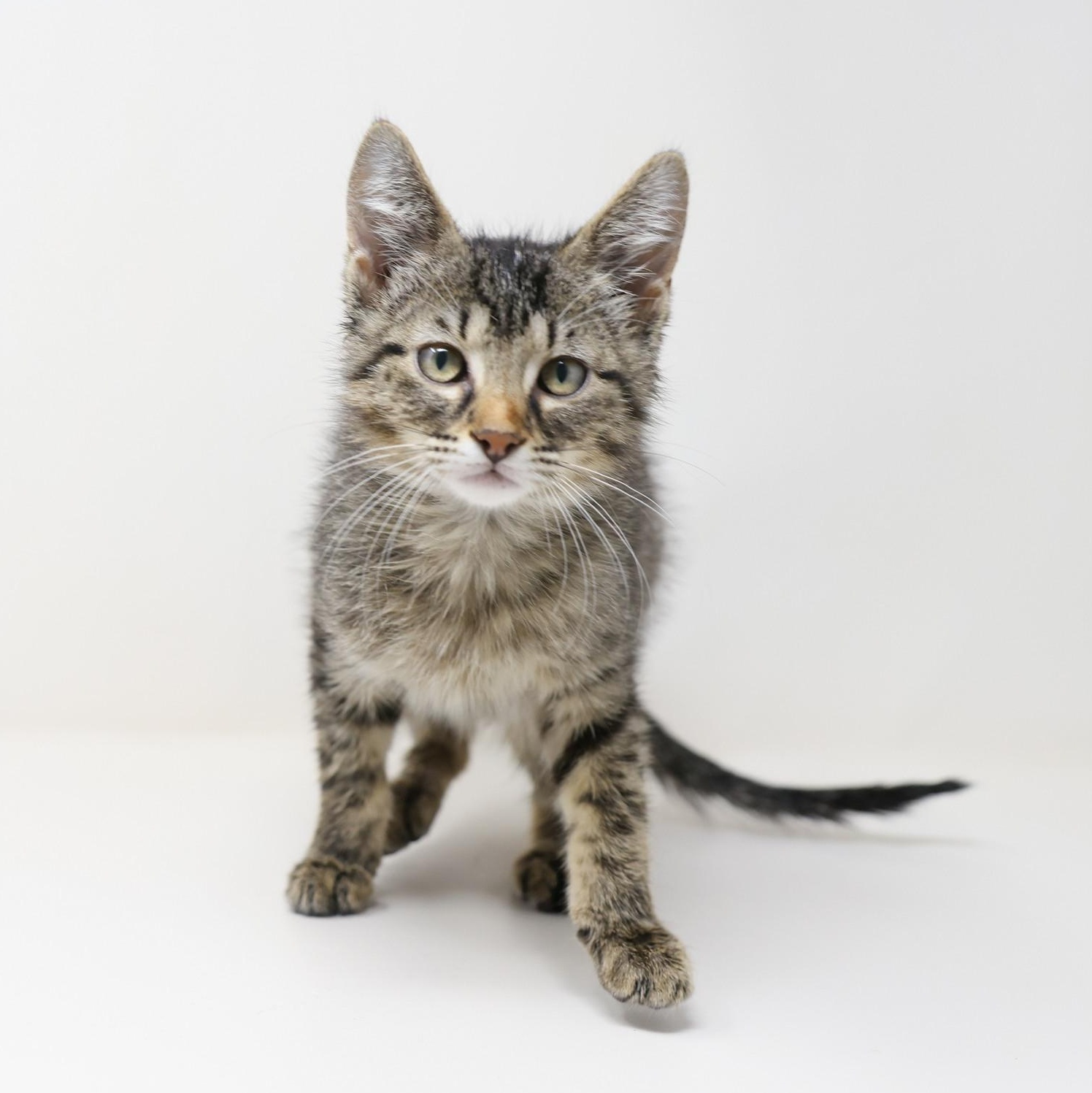 Slytherin, a Adoptable Tabby in Arlington, TX image 6/6