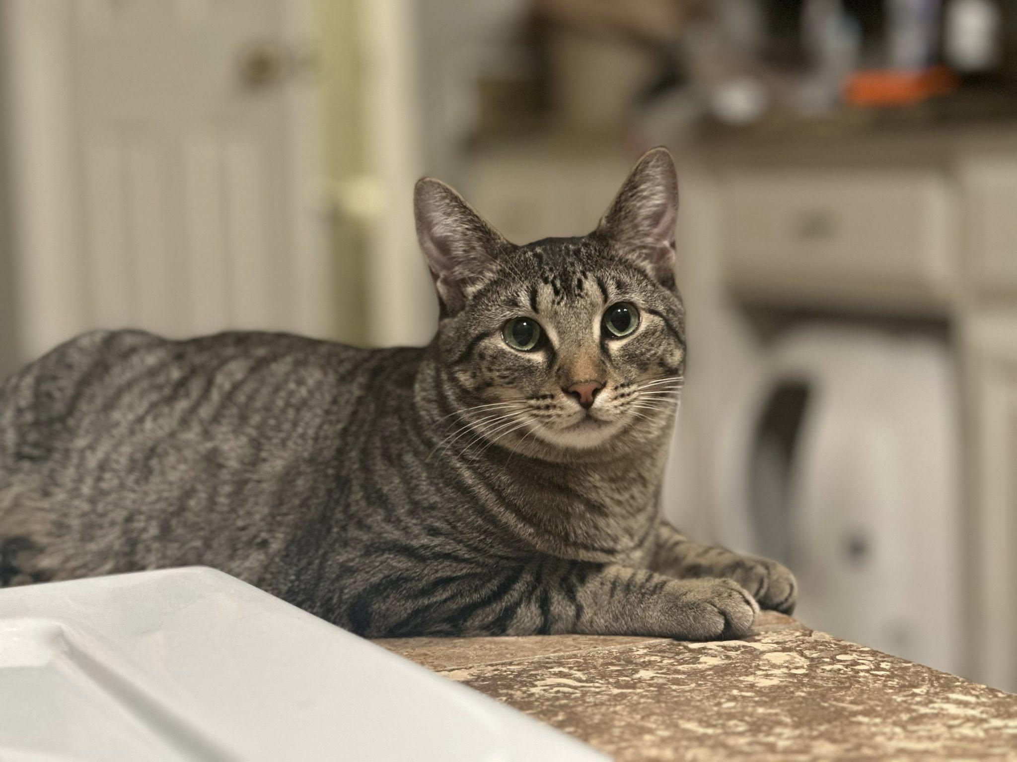 Slytherin  (Dog Friendly), Adoptable, Kitten Male Tabby.