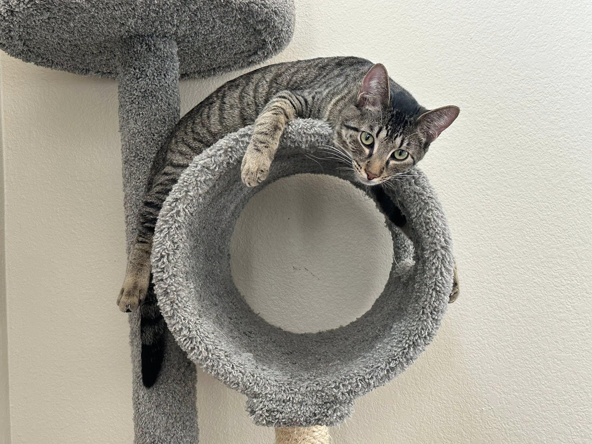 Enlarge Slytherin  (Dog Friendly), a Adoptable Tabby in Arlington, TX image 3/6