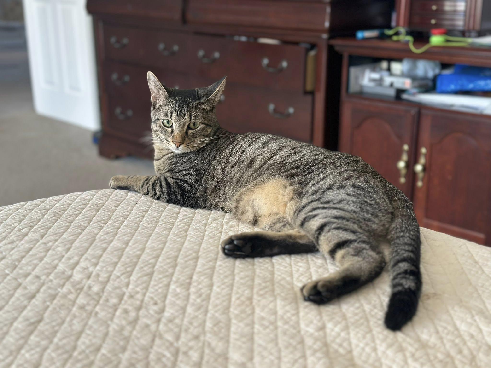 Enlarge Slytherin  (Dog Friendly), a Adoptable Tabby in Coppell, TX image 5/6