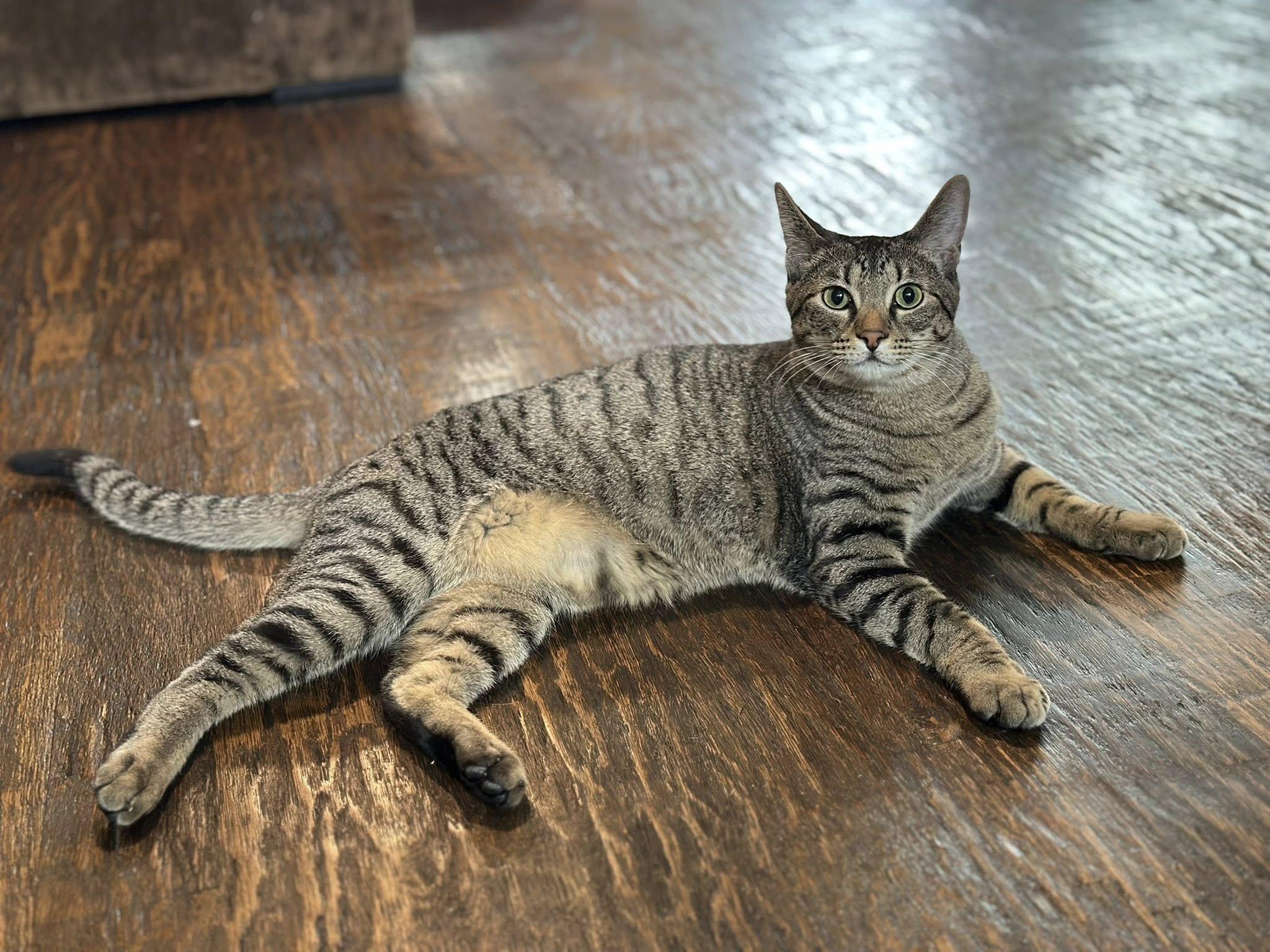 Slytherin (Dog Friendly), Adoptable, Kitten Male Tabby.