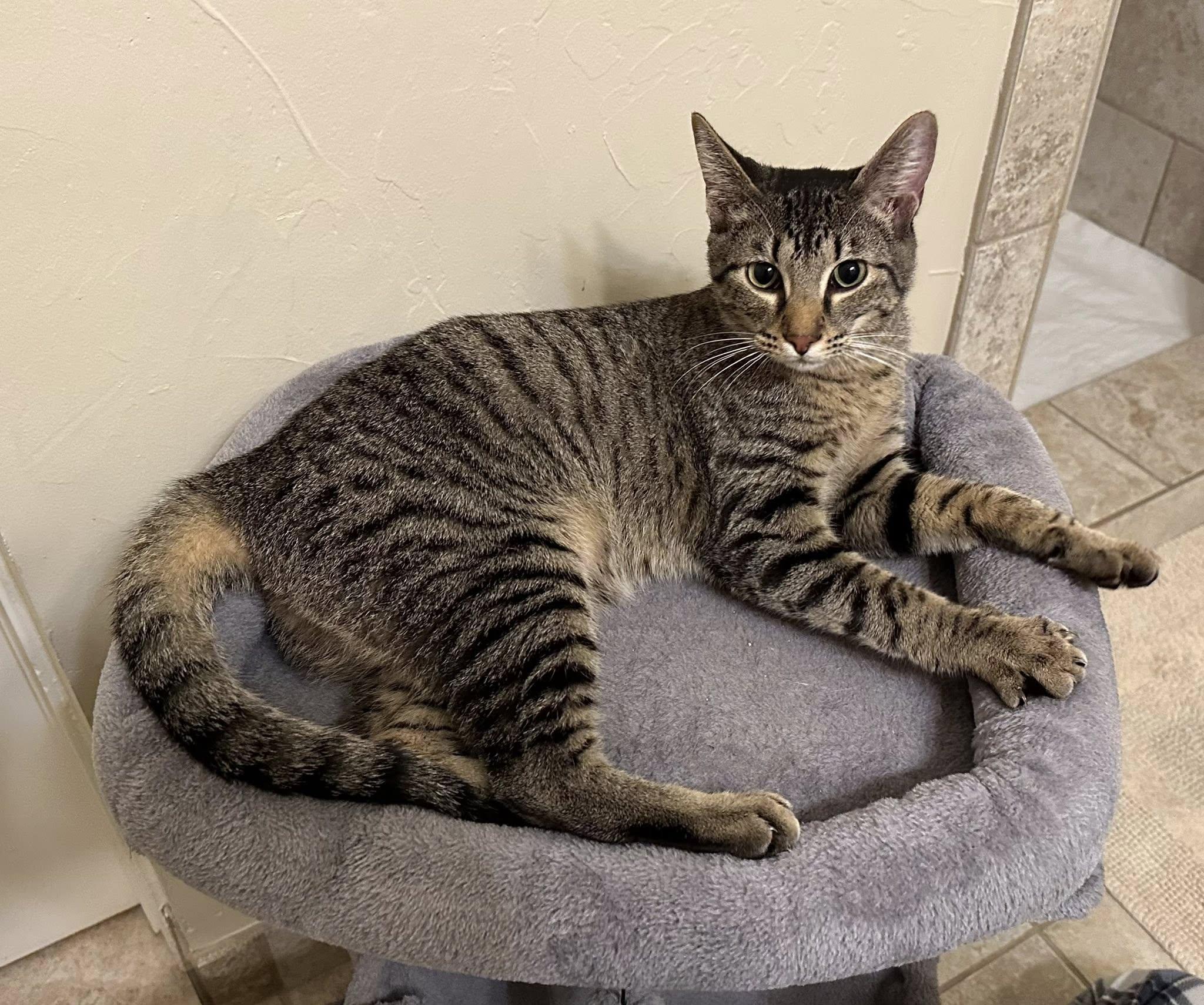 Slytherin, a Adoptable Tabby in Arlington, TX image 2/6