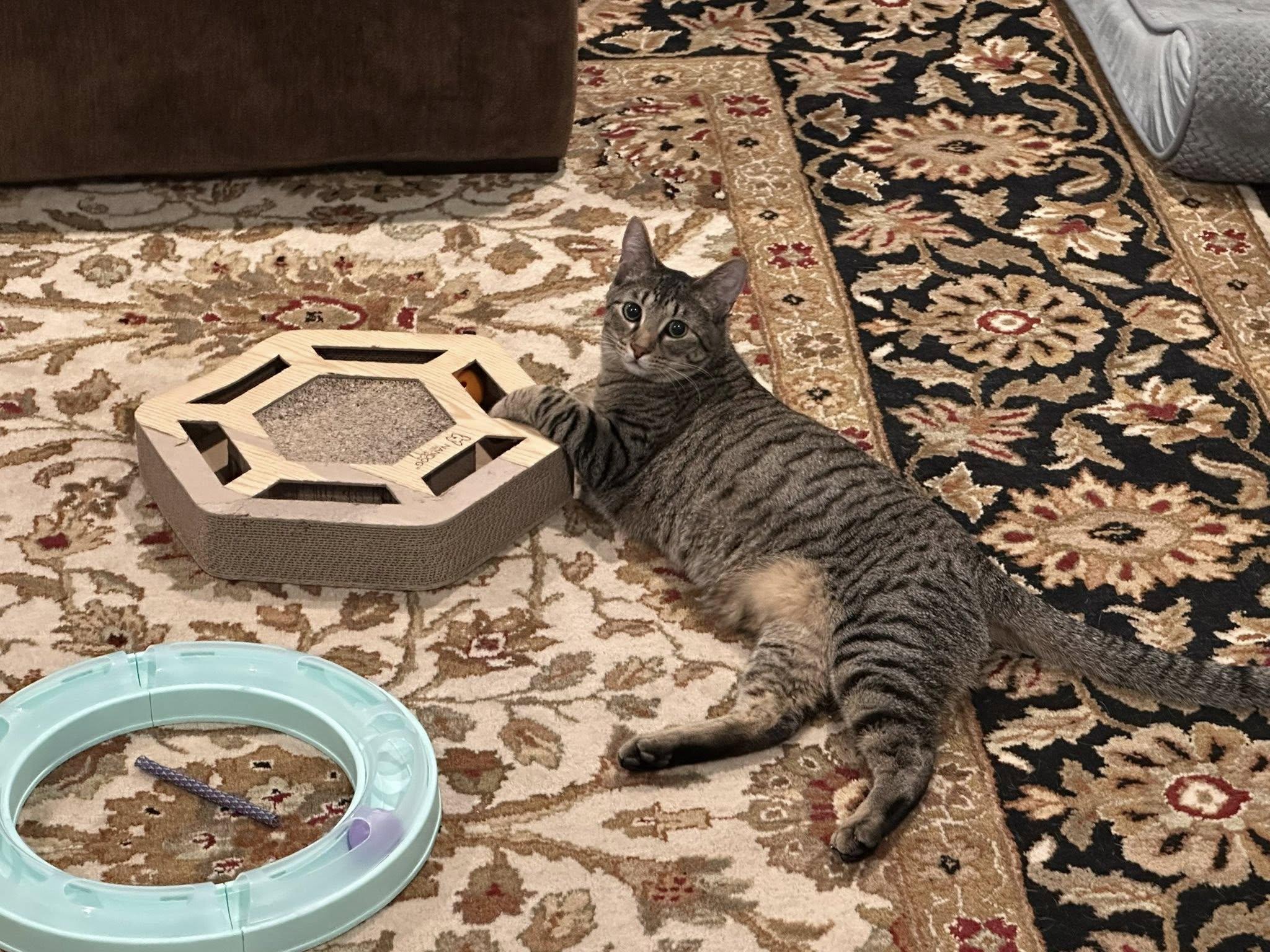 Enlarge Slytherin  (Dog Friendly), a Adoptable Tabby in Coppell, TX image 6/6