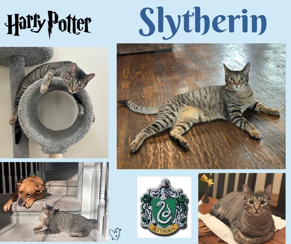 Enlarge Slytherin  (Dog Friendly), a Adoptable Tabby in Arlington, TX image 6/6
