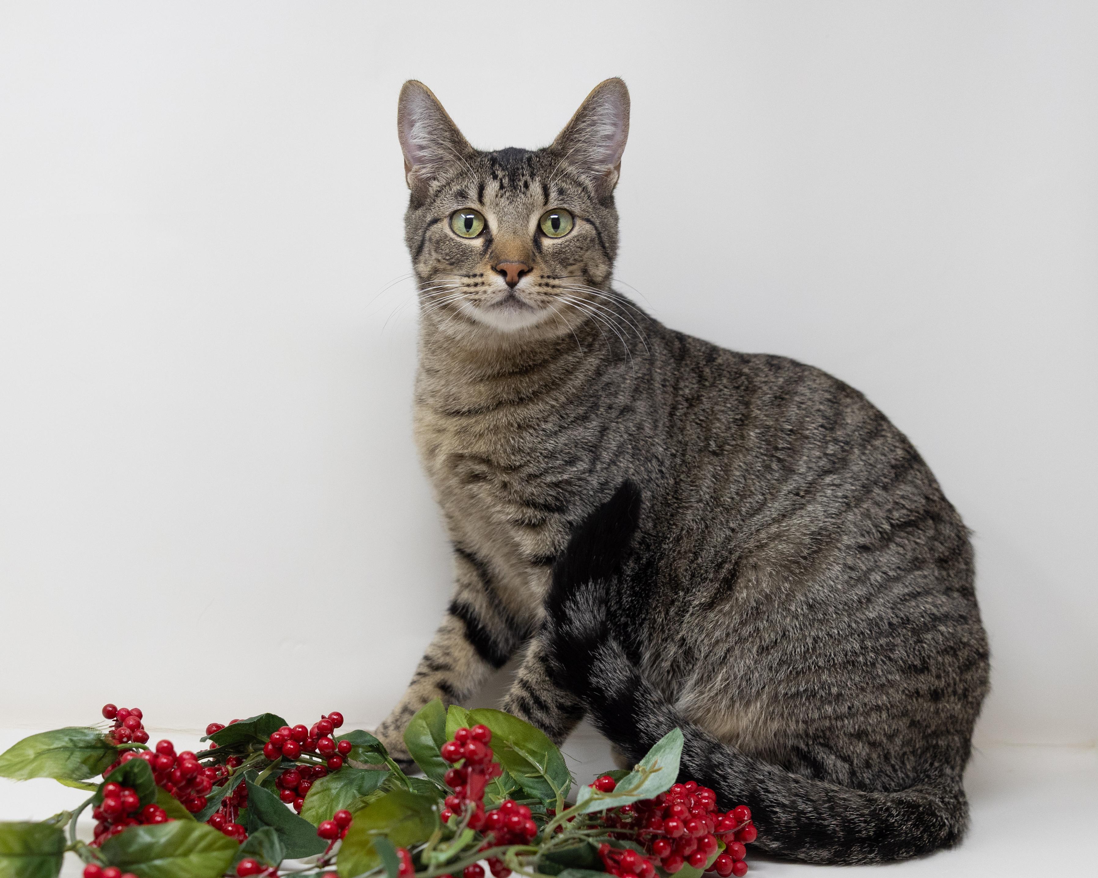 Slytherin  (Dog Friendly), Adoptable, Kitten Male Tabby.