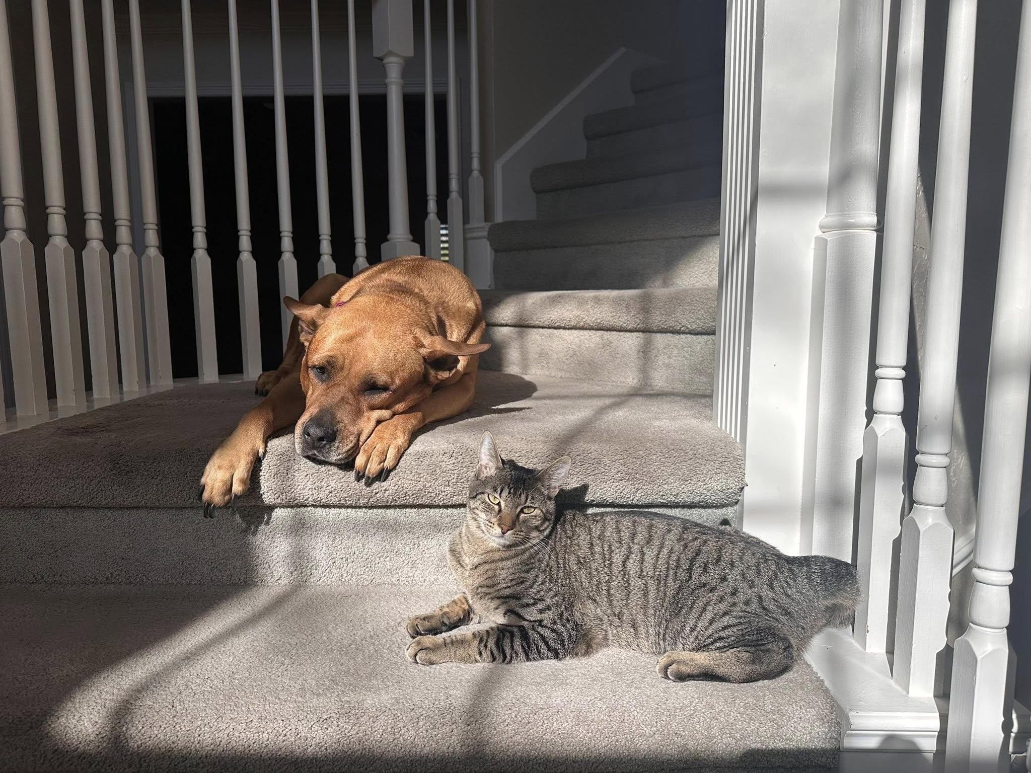 Enlarge Slytherin  (Dog Friendly), a Adoptable Tabby in Arlington, TX image 4/6
