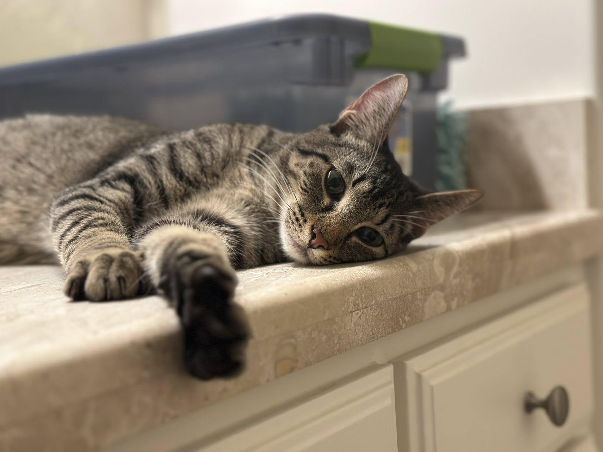 Slytherin, a Adoptable Tabby in Arlington, TX image 3/6