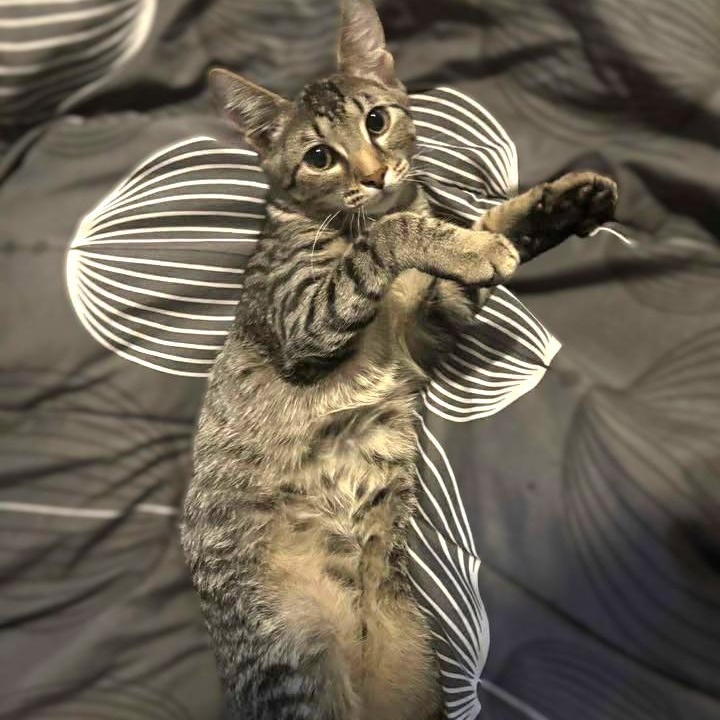 Slytherin, a Adoptable Tabby in Arlington, TX image 5/6