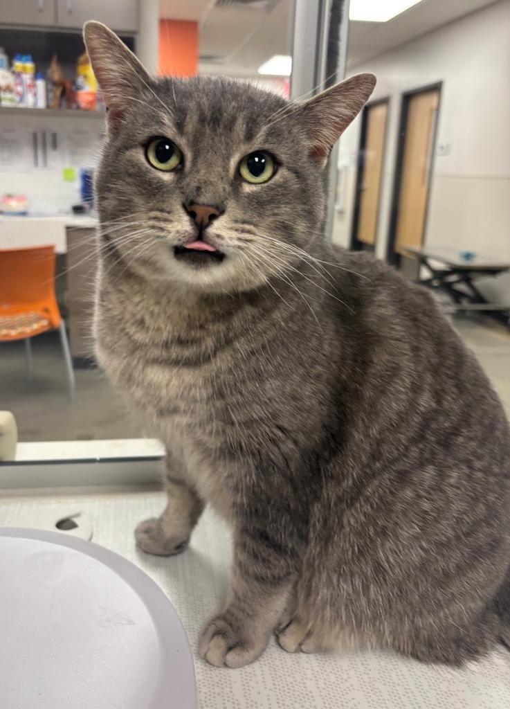 Grinch, Adoptable, Adult Male Domestic Short Hair.