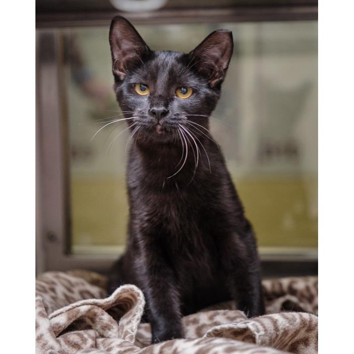 Enlarge Ebba, a Adoptable Domestic Short Hair in Riverside, CA image 1/3