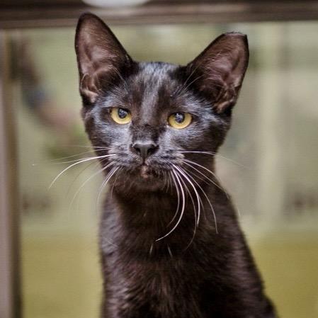 Enlarge Ebba, a Adoptable Domestic Short Hair in Riverside, CA image 2/3