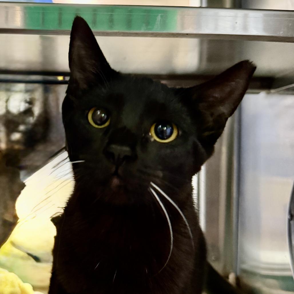 Enlarge Ebba, a Adoptable Domestic Short Hair in Riverside, CA image 3/3